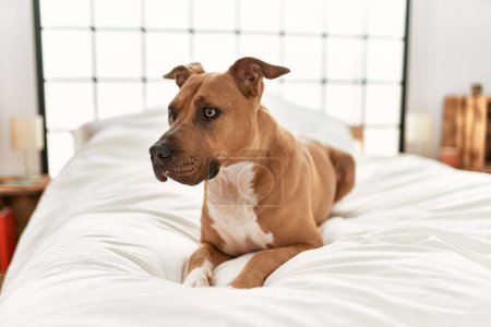 A brown dog with alert expression lies comfortably on a white bed in a cozy, well-lit bedroom setting.