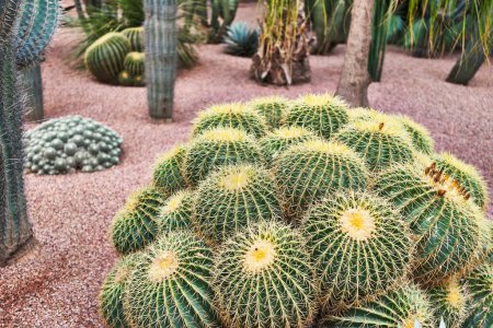 Expansive cacti garden featuring diverse succulent greenery, foregrounded by a golden-spined barrel cactus.
