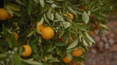 Nahaufnahme einer reifen, orangen Citrus sinensis-Frucht, die am Baum hängt, mit grünen Blättern und verschwommenem Hintergrund.