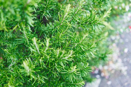 Téléchargez les photos : Gros plan de brins de romarin vert frais dans un jardin naturel - en image libre de droit