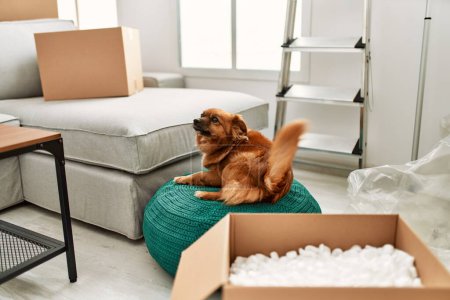 Photo for A brown dog sits on a turquoise pouf in a room with moving boxes, evoking themes of relocation and pet companionship. - Royalty Free Image