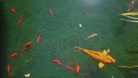 Foto de Una tranquila escena de estanque con vibrantes peces koi nadando entre plantas acuáticas verdes. - Imagen libre de derechos