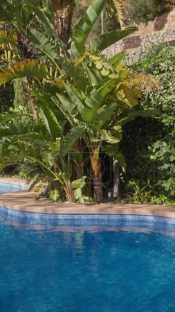 Téléchargez les photos : Une piscine sereine encadrée de bananiers luxuriants et d'un feuillage florissant dans un jardin subtropical - en image libre de droit