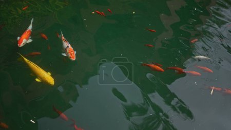 Téléchargez les photos : Une scène tranquille avec des poissons koï colorés nageant gracieusement dans un étang clair entouré de reflets verts - en image libre de droit