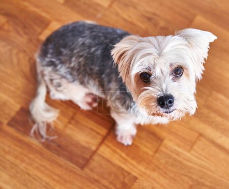 Photo for Top-view image of a cute small dog with attentive eyes standing on a wooden floor. - Royalty Free Image