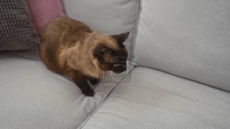 Foto de Un gato siamés posado en un sofá gris en el interior, exudando elegancia y curiosidad mientras posaba en casa. - Imagen libre de derechos