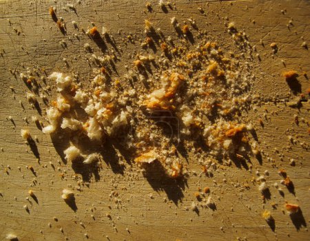 Foto de Macro foto de bandeja de madera con migas de pan dispersas - Imagen libre de derechos