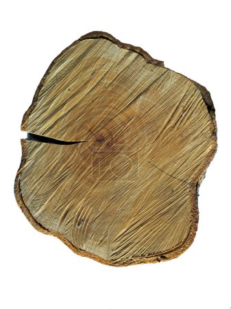 Foto de Pedazo de tronco de madera cortada que muestra los círculos de edad del árbol - Imagen libre de derechos