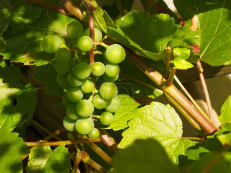 Foto de Racimo de uvas blancas para la producción de vino blanco de Mosela - Imagen libre de derechos