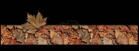 Foto de Concepto de otoño, hojas en algún tipo de marco con una hoja entera en la parte superior - Imagen libre de derechos