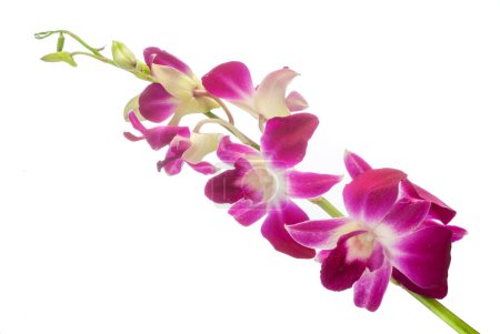 Foto de Hermosa orquídea fucsia con flores abiertas y brotes aislados en blanco - Imagen libre de derechos