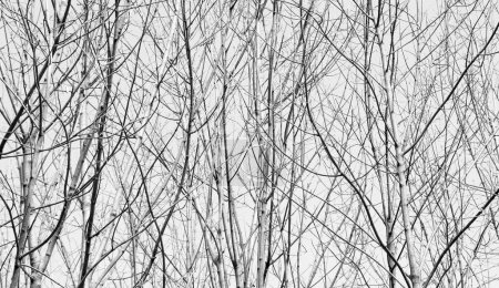 Photo for Branches in the forest forming a natural textured background, black and white photo - Royalty Free Image