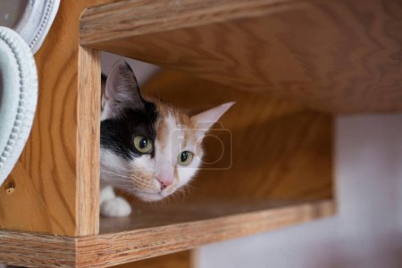 Photo for Cute white and gray cat looking through a small decorated window - Royalty Free Image