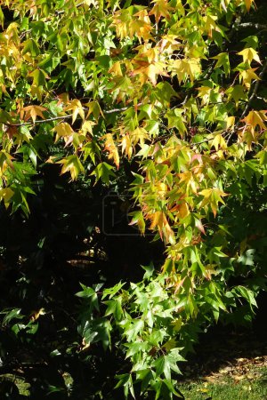 Foto de Imagen de árbol liquidambar y magnolia con un área oscura para insertar texto - Imagen libre de derechos