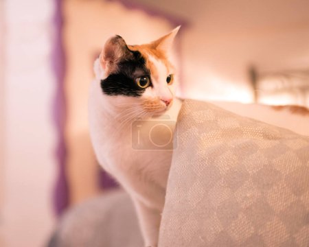 Foto de Gato lindo asomándose desde una manta en el dormitorio - Imagen libre de derechos