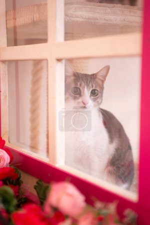 Foto de Lindo gato blanco y gris mirando a través de una pequeña ventana decorada - Imagen libre de derechos