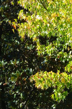 Foto de Magnolia y liquidambar, imagen con hojas verdes contrastantes - Imagen libre de derechos