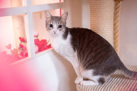 Photo for Cute white and gray cat looking through a small wooden window - Royalty Free Image