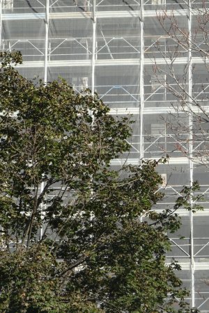 Foto de Renovación de la fachada exterior de un edificio, andamios metálicos con red protectora y un árbol en primer plano - Imagen libre de derechos