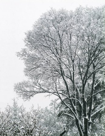 Foto de Árbol bajo la nieve, negro foto blanca - Imagen libre de derechos