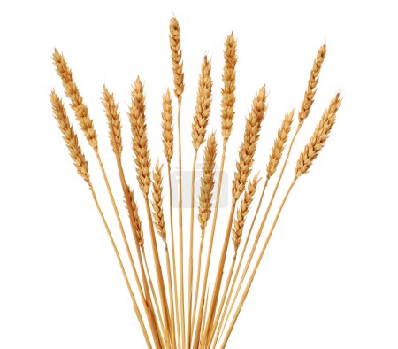 Foto de Abanico de espigas de trigo aisladas sobre fondo blanco - Imagen libre de derechos