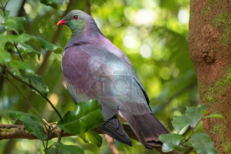 Téléchargez les photos : Pigeon des bois de Nouvelle-Zélande - Hemiphaga novaeseelandiae - Kereru assis et se nourrissant dans l'arbre - en image libre de droit