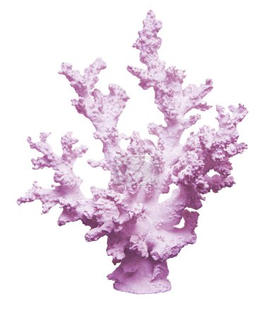 Foto de Coral claro aislado sobre fondo blanco - Imagen libre de derechos