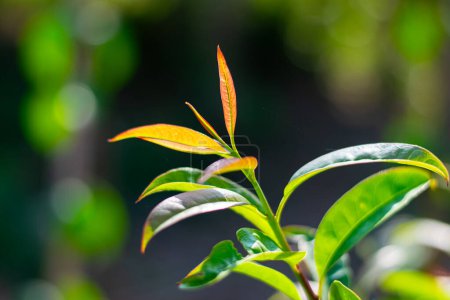 Téléchargez les photos : Cratoxylum formosum jeunes feuilles rouges en Thaïlande - en image libre de droit