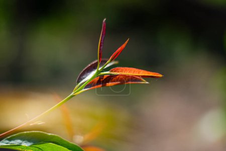Téléchargez les photos : Cratoxylum formosum jeunes feuilles rouges en Thaïlande - en image libre de droit