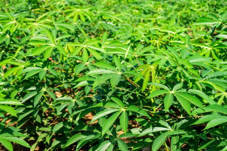 Cassava plantation, cassava field agriculture in Thailand