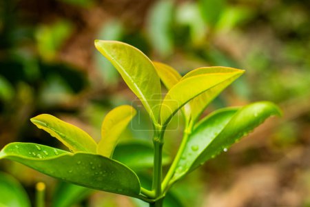 Frische grüne Blätter von Garcinia cowa (Garcinia Cowa Roxb))