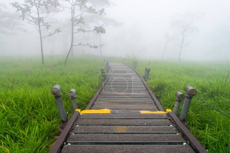 Walkway in the Siam Tulip(Curcuma sessilis) field with tree and foggy At Pa Hin Ngam National Park,Chaiyaphum, Thailand.
