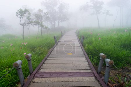 Spazierweg im Siam Tulpenfeld (Curcuma sessilis) mit Baum und Nebel im Pa Hin Ngam Nationalpark, Chaiyaphum, Thailand.
