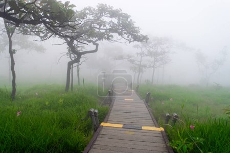 Spazierweg im Siam Tulpenfeld (Curcuma sessilis) mit Baum und Nebel im Pa Hin Ngam Nationalpark, Chaiyaphum, Thailand.