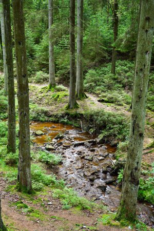 Babbling brook in the Belgian Ardennes