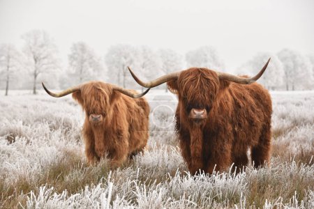 Photo for Highland cattle in a natural snowy winter landscape. Scots: Heilan coo, are a Scottish cattle breed. - Royalty Free Image