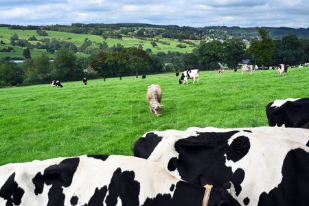 Panorama de prados de las Ardenas belgas con ganado lechero, en primer plano las espaldas de las vacas frisón Holstein.