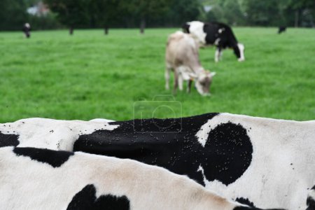 Brachycera auf dem Rücken einer Kuh, holsteinische Milchkühe, von Fliegen gequält