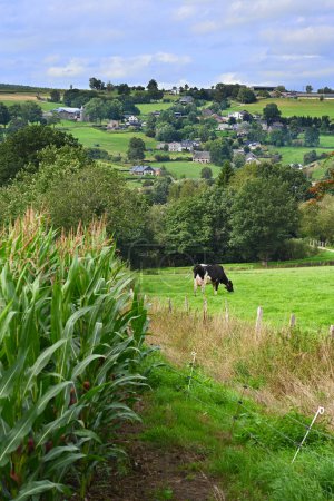 Ein Maisfeld neben einer Kuh auf einer Weide, im Hintergrund die Häuser des Weilers Masta in den belgischen Ardennen