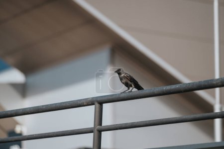 A solitary bird sits atop a metal bar, framed by the clean lines of contemporary architecture. This image captures a moment of quiet observation in an urban setting.