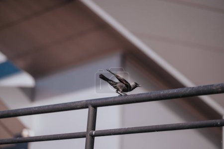 A detailed shot of a bird perched on a metal railing, showcasing its natural habitat with a soft-focus background providing a serene setting.