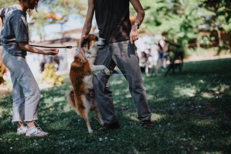 A playful dog stands on its hind legs, interacting joyfully with its owners in a sunny, vibrant park setting.