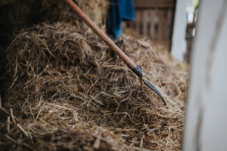 Close-up of a pitchfork in a pile of hay inside a barn, depicting rural life, farming, and agricultural work.