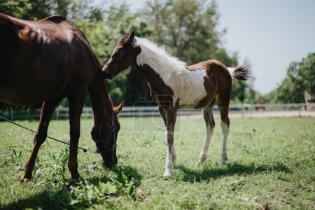 Horse and foal enjoying a sunny day in a lush green field at a ranch, depicting the beauty of nature and animal bonding.
