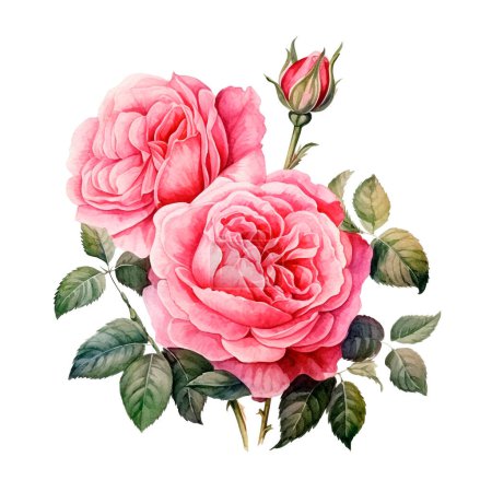 Téléchargez les photos : Roses vintage roses roses isolées sur fond blanc. Illustration aquarelle. - en image libre de droit