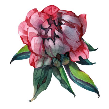 Téléchargez les photos : Pivoine rose fleurs aquarelle. Arrangement floral pour carte, invitation, décoration. Illustration isolée sur fond blanc. - en image libre de droit