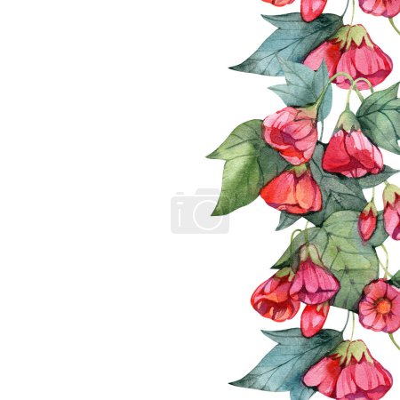 Téléchargez les photos : Aquarelle cadre abutilon fleurs isolées sur un fond blanc, illustration dessinée à la main de la plante d'intérieur dans un style vintage. - en image libre de droit