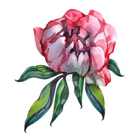Téléchargez les photos : Pivoine rose fleurs aquarelle. Arrangement floral pour carte, invitation, décoration. Illustration isolée sur fond blanc. - en image libre de droit
