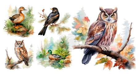 Woodland birds watercolor forest illustration set isolated on white background.