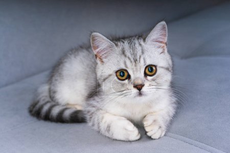Foto de British kitten liying on the gray sofa. Funny kitten with big eyes. Kitten closeup - Imagen libre de derechos